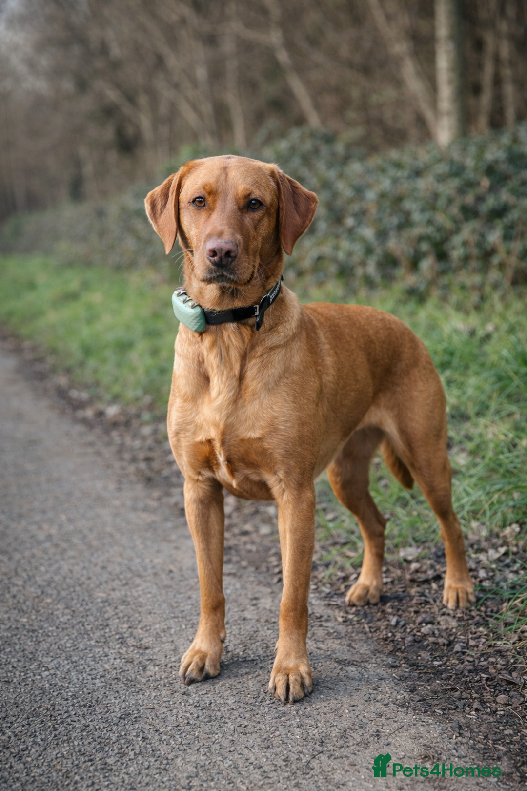 Mixed Breed dogs for sale: 💛 Fox Red Lab × Pointer Puppies – Ready 11/3/26 - Advert 5