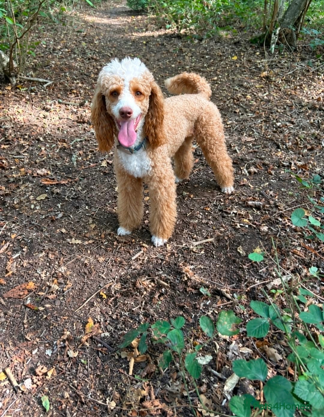Miniature Poodle dogs 🐾 HUGO — KC REGISTERED MINIATURE POODLE STUD DOG - Advert 9