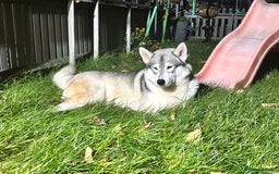 Utonagan dogs for sale: 8 Huskey malamutes  - Image 27
