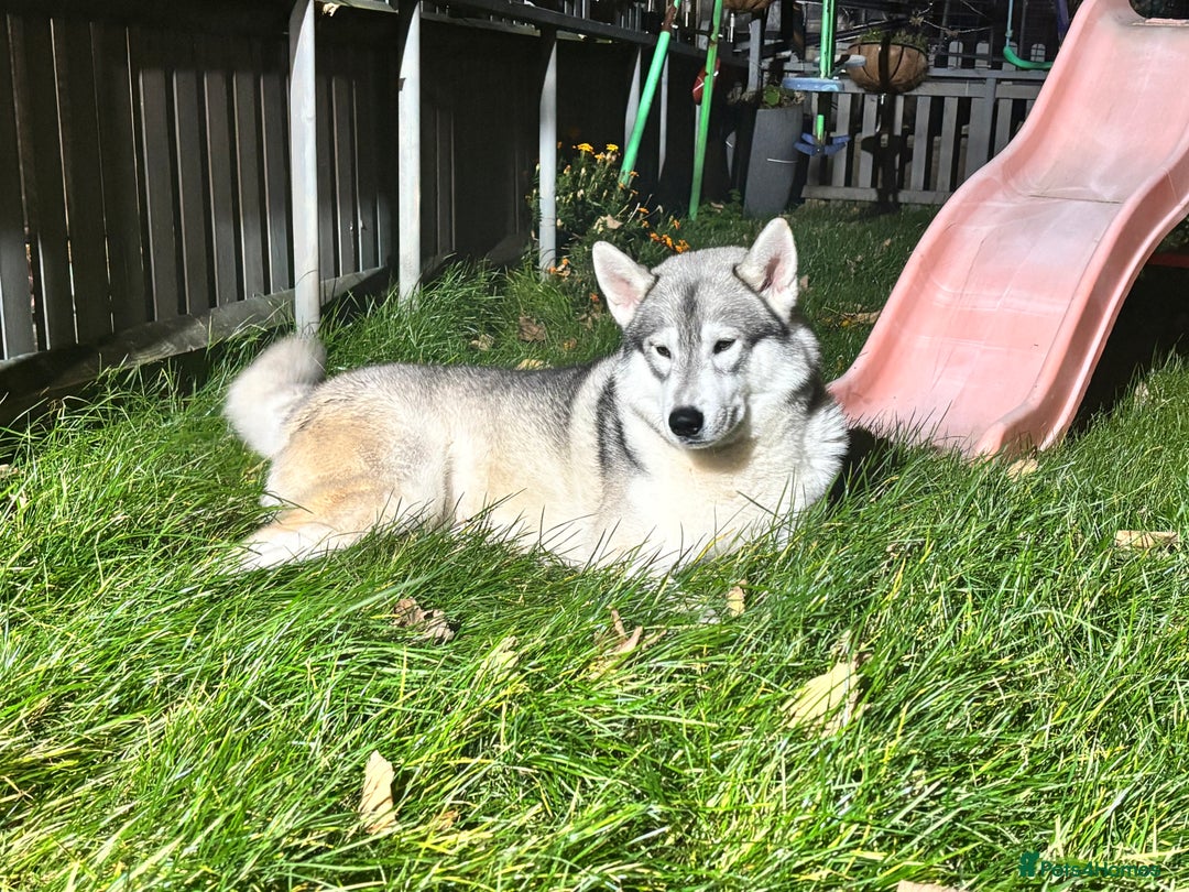 Utonagan dogs for sale: 8 Huskey malamutes  - Image 27