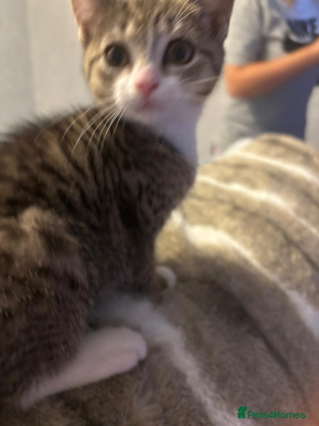 American Shorthair cats for sale: Gorgeous girls looking for new home🏡 - Image 3