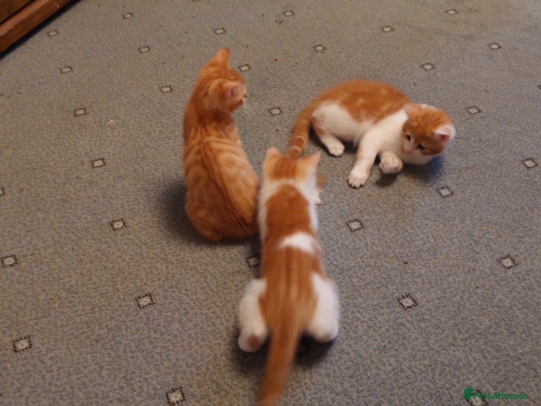 Mixed Breed cats for sale: 6 kittens of a Persian mum with Tuft ears. - Advert 27