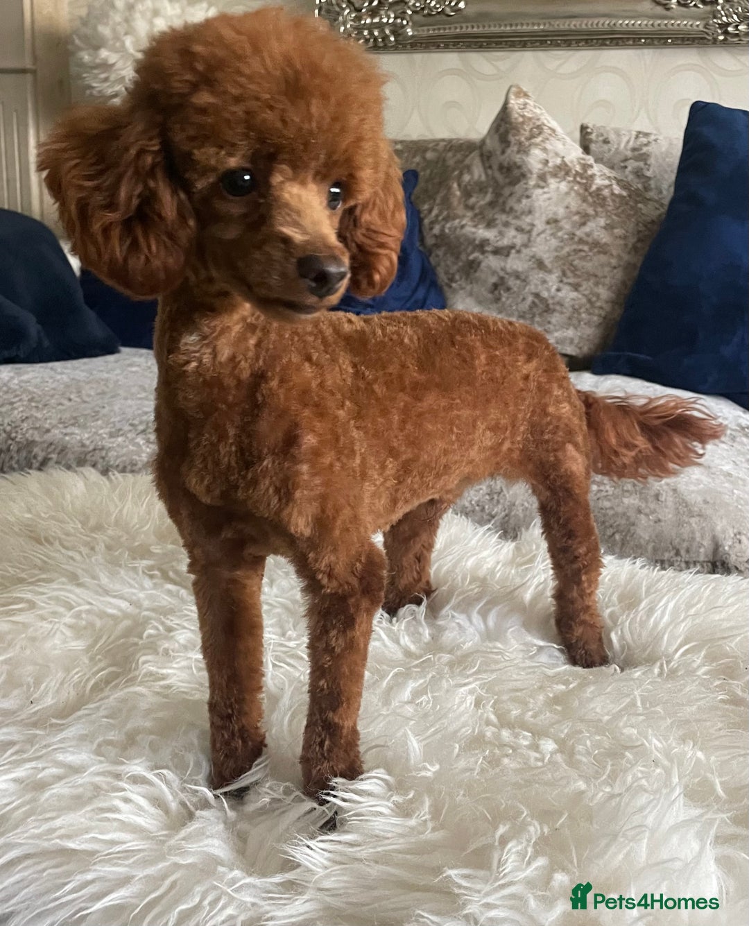 Mixed Breed dogs for sale: Stunning Daxipoo both parents kc,  health tested - Image 9