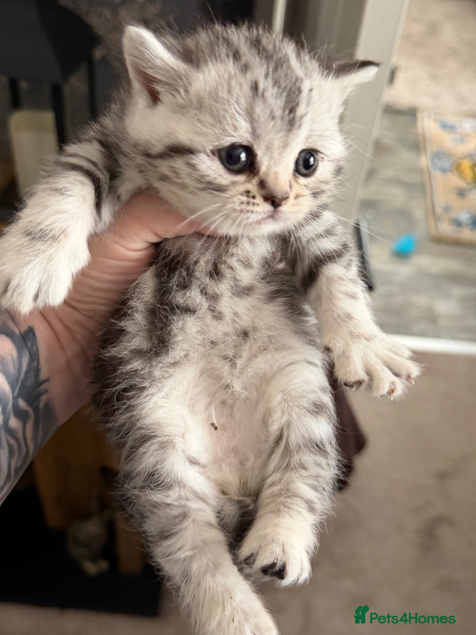British Shorthair cats Silver tabby, blue spotted & chocolate colourpoint - Advert 12