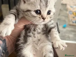 British Shorthair cats Silver tabby, blue spotted & chocolate colourpoint - Advert 12