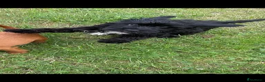 Cockapoo 2