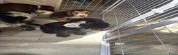 Cocker Spaniel dogs for sale: 2 beautiful cocker spaniel puppies - Advert 9