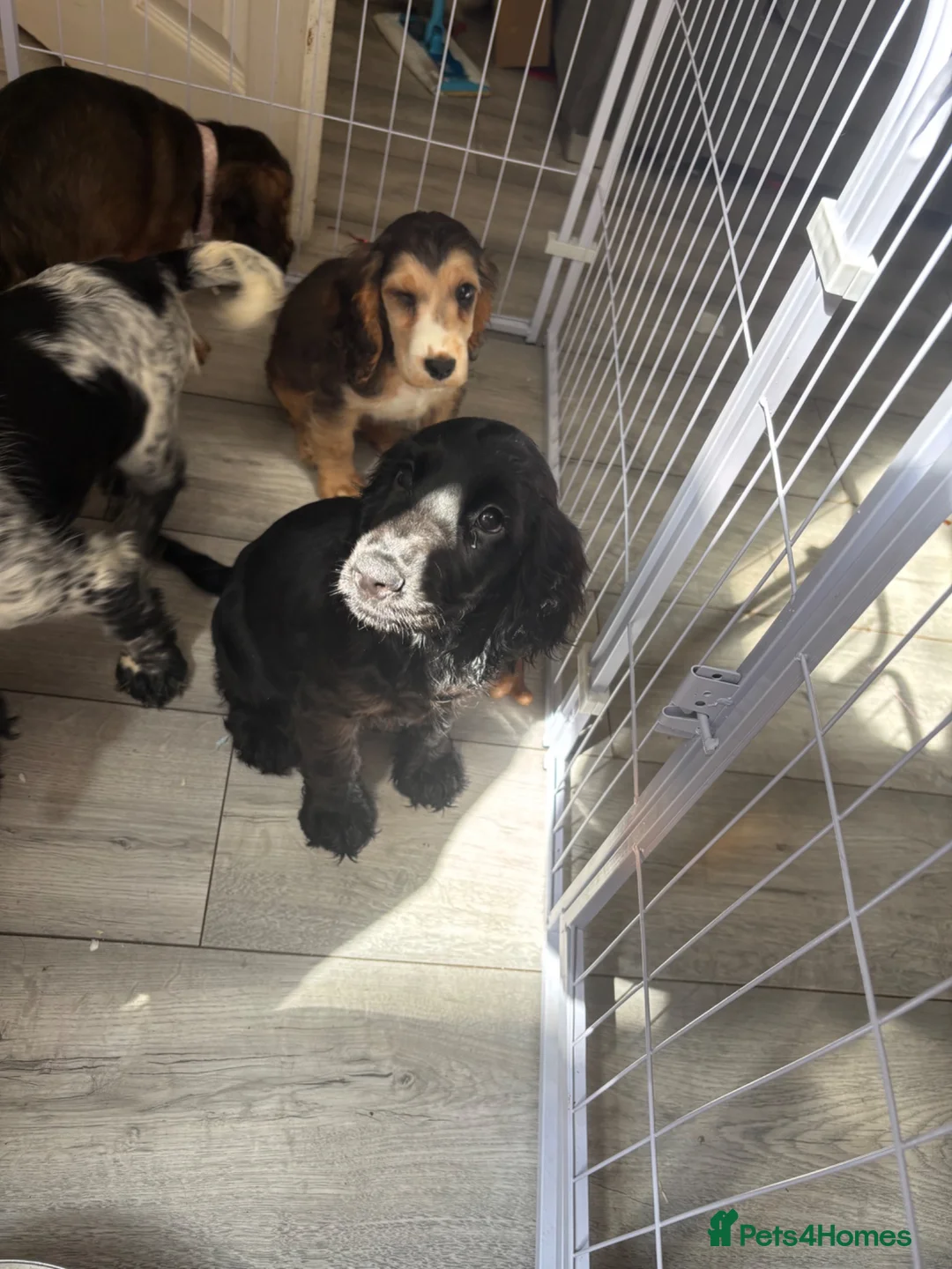 Cocker Spaniel dogs for sale: 2 beautiful cocker spaniel puppies - Advert 9