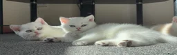 British Shorthair cats for sale: Stunning GCCF Gold/Silver Tipped BSH Kittens - Advert 6