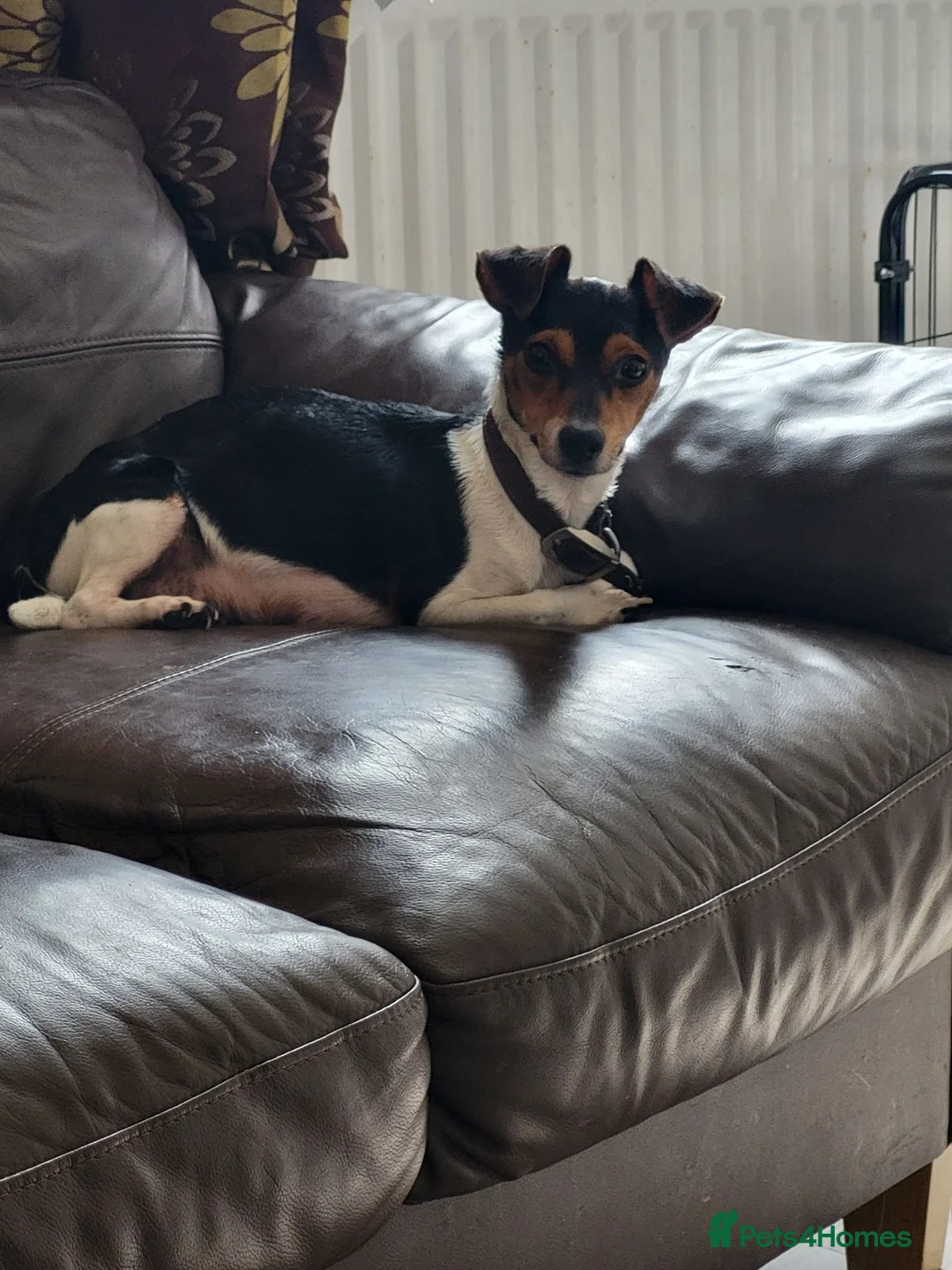 Jack Russell dogs for sale: Jack russle pups  - Advert 2
