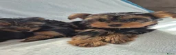 Yorkshire Terrier dogs for sale: 🐾 Beautiful Yorkshire Terrier Girls - Advert 22