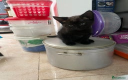 Mixed Breed cats for sale: Russian blu mix  - Image 3
