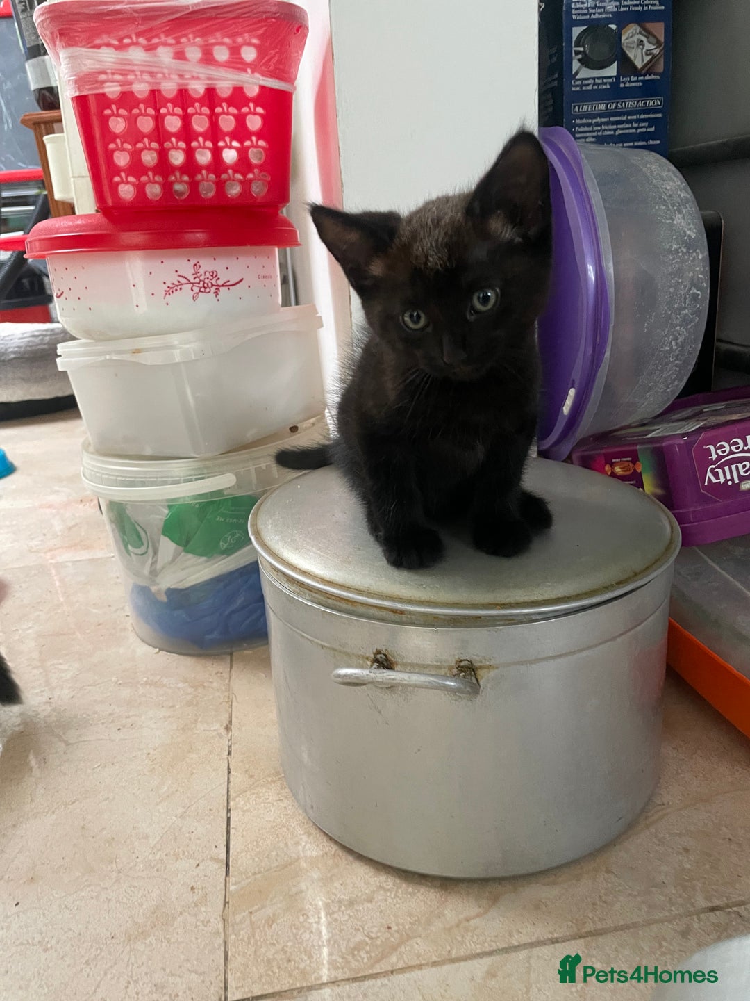 Mixed Breed cats for sale: Russian blu mix  - Image 3