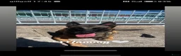 Mixed Breed dogs for sale: Belgian Malinois X Greyhound  - Advert 6