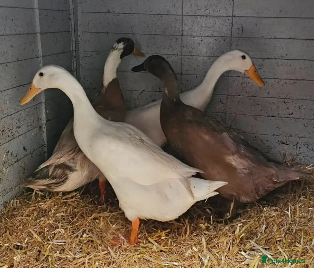 Ducks poultry for sale: Indian runner ducklings - Advert 2