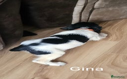 English Springer Spaniel dogs for sale: English KC Reg Springer Spaniels For Sale - Image 16