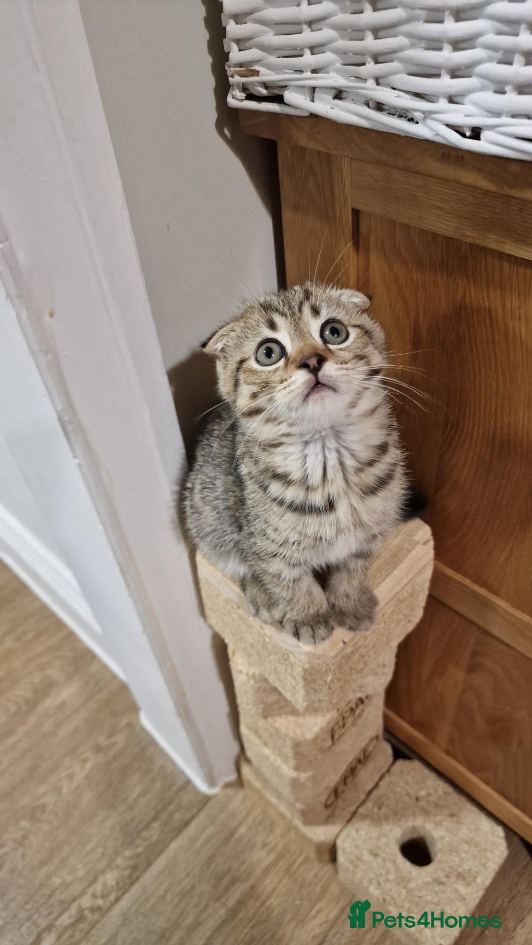 Scottish Fold cats 🐾Cute🐱 Scottish fold🐱 - Advert 2