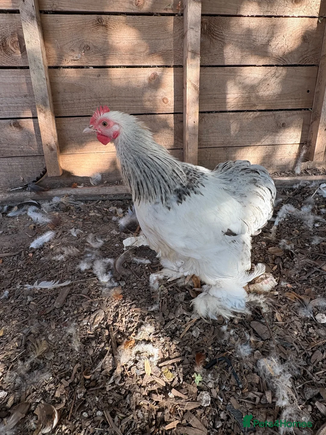 Chickens poultry for sale: Beautiful Pekin Bantam Rooster - Advert 2