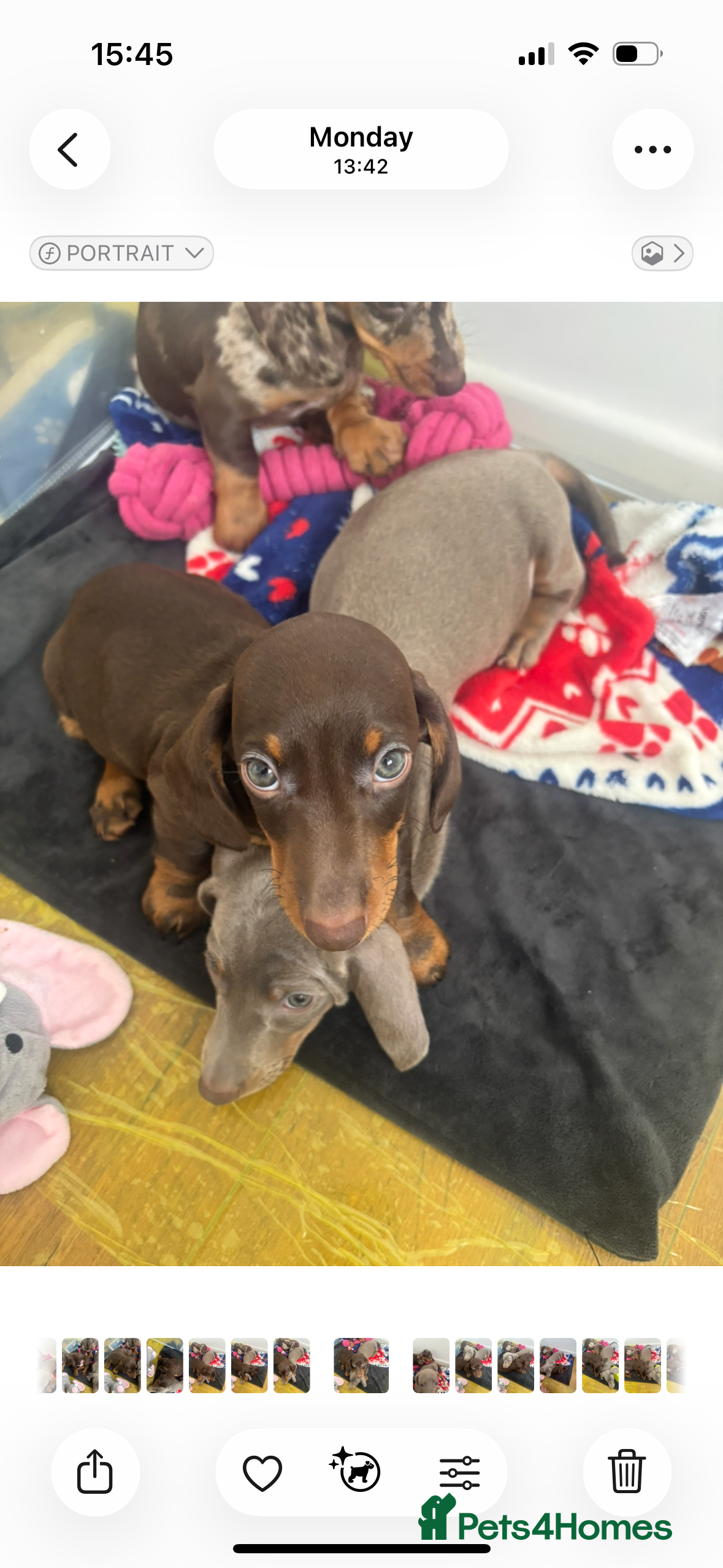 Miniature Dachshund dogs Last male Miniature dachshund puppy ready now ❤️ - Advert 15