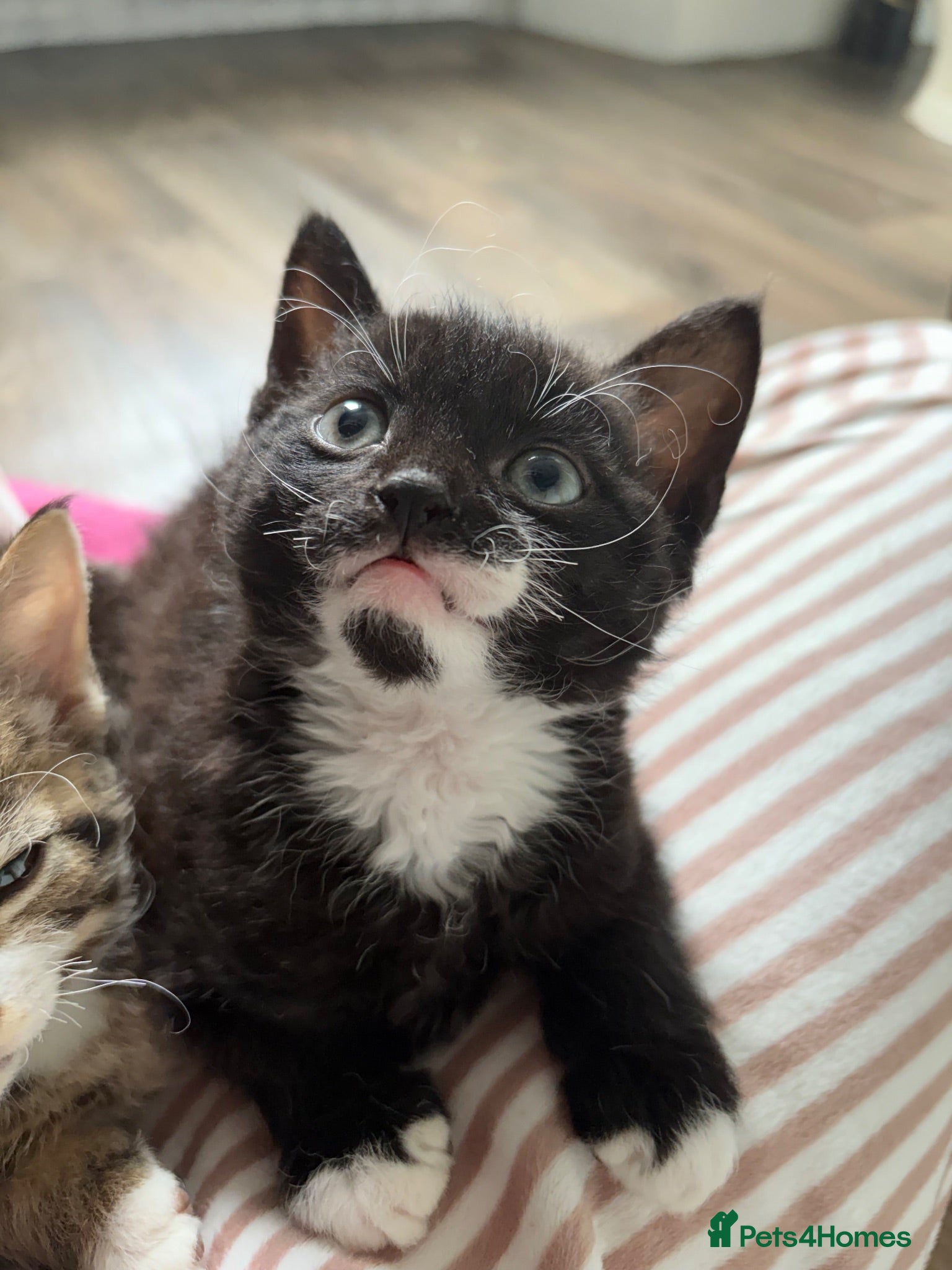 Mixed Breed cats Black and white boy kitten - Advert 1