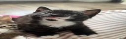 Mixed Breed cats for sale: Black and white boy kitten in Earlston - Advert 1