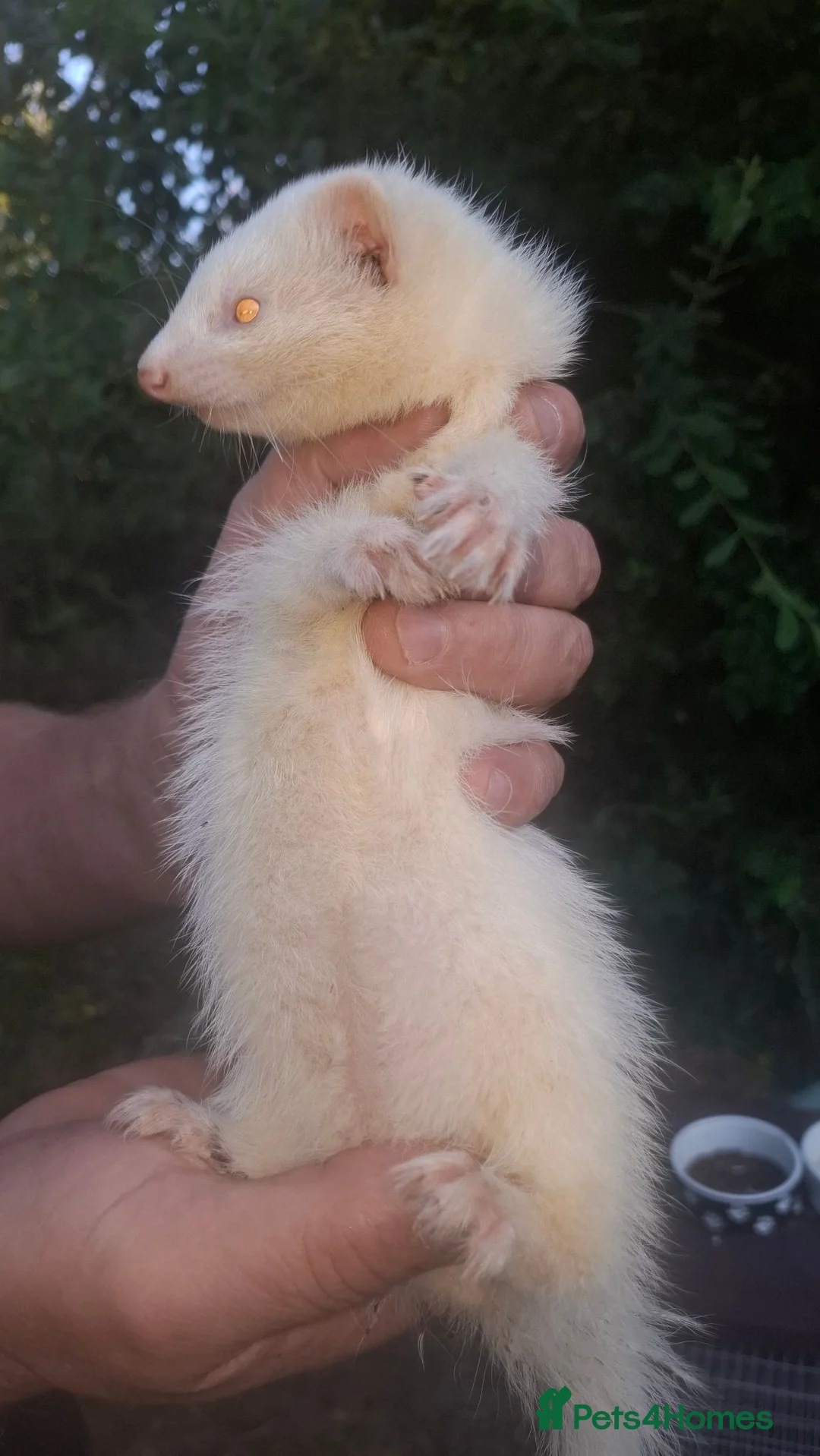 Ferret rodents for sale: 2 Albino Jills £50 - Advert 1