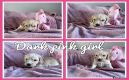 Mini Goldendoodle dogs for sale: Beautiful Family Raised F1 Mini Golden-doodles  - Image 16