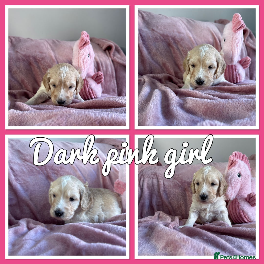 Mini Goldendoodle dogs for sale: Beautiful Family Raised F1 Mini Golden-doodles  - Image 16