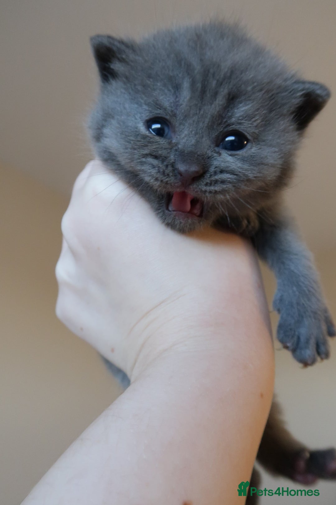 British Shorthair cats for sale: 2 left -GCCF Registered British Shorthair Kittens  - Advert 12