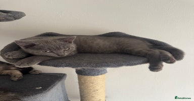 British Shorthair cats - Advert 16