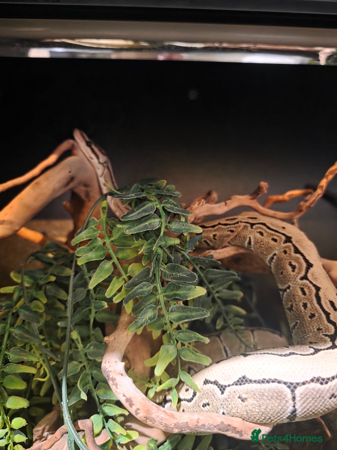 Python Snake reptiles for sale: Lovely royal python for sale.  - Advert 2
