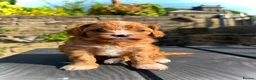 Cavapoo dogs for sale: Fox Red F1 Cavapoo’s - Advert 14