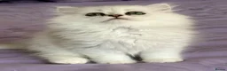 Persian cats for sale: GCCF Registered Persian Kittens Available - Advert 7