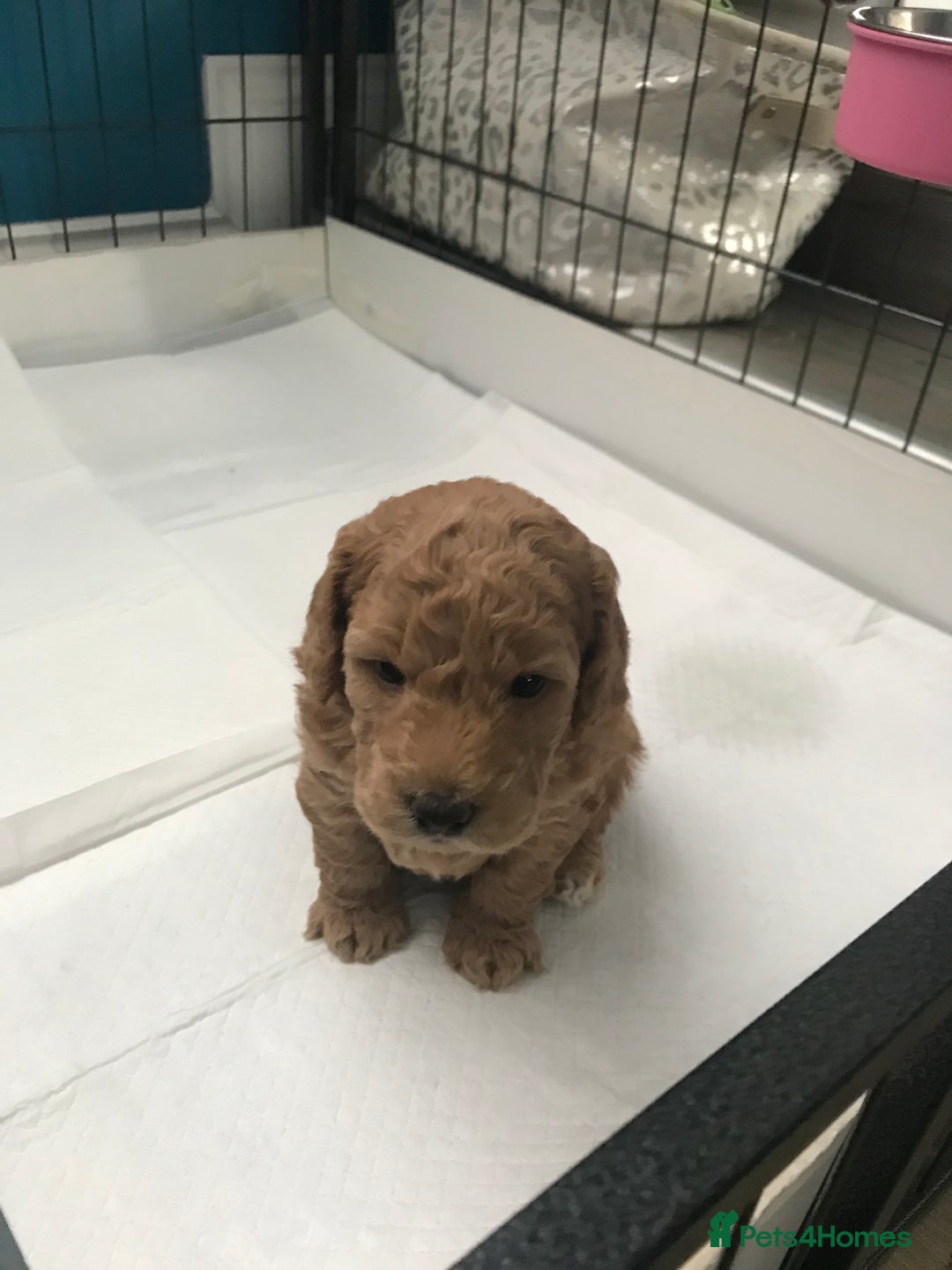 Cockapoo dogs for sale: 4 Beautiful female cockerpoos  - Image 5