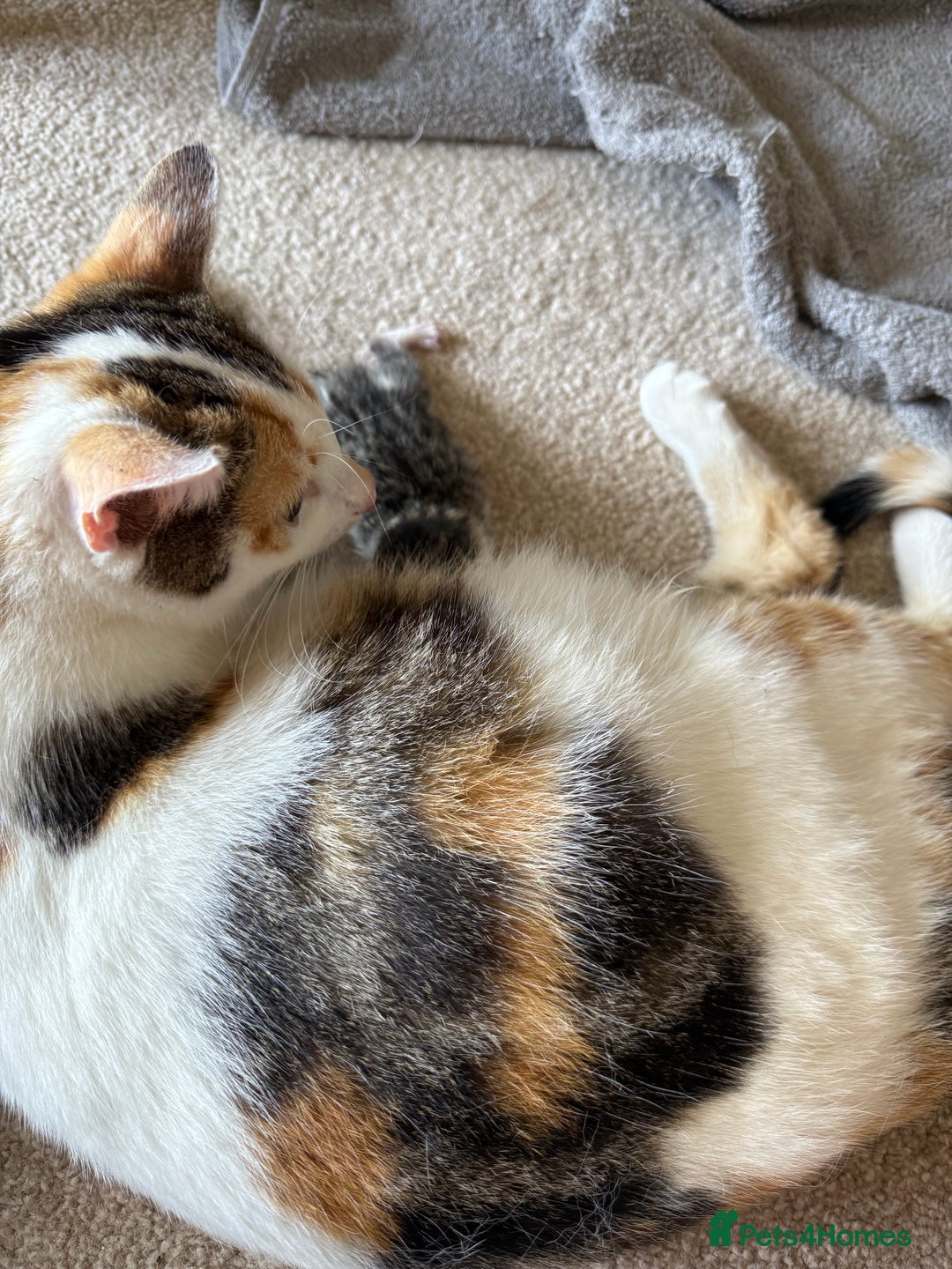 Oriental cats for sale: The Cutest Babies Hand Reared From 2 Weeks - Image 29