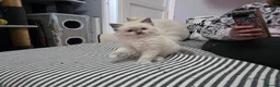Ragdoll cats for sale: GCCF REGISTERED RAGDOLL KITTENS  - Advert 15