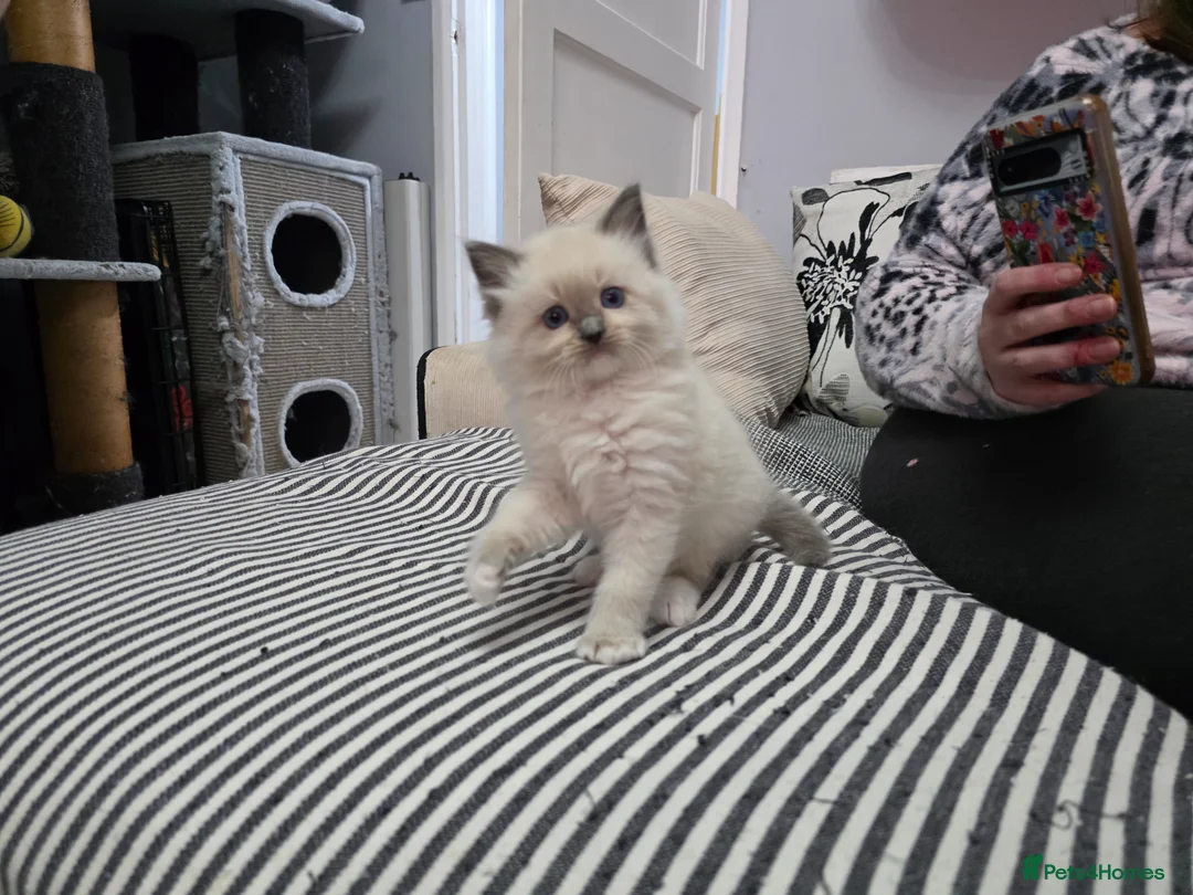 Ragdoll cats for sale: GCCF REGISTERED RAGDOLL KITTENS  - Advert 15