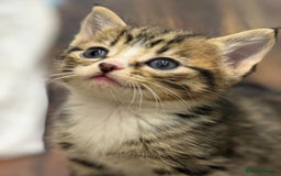 British Shorthair cats for sale: British shorthair mixed with tabby - Image 8