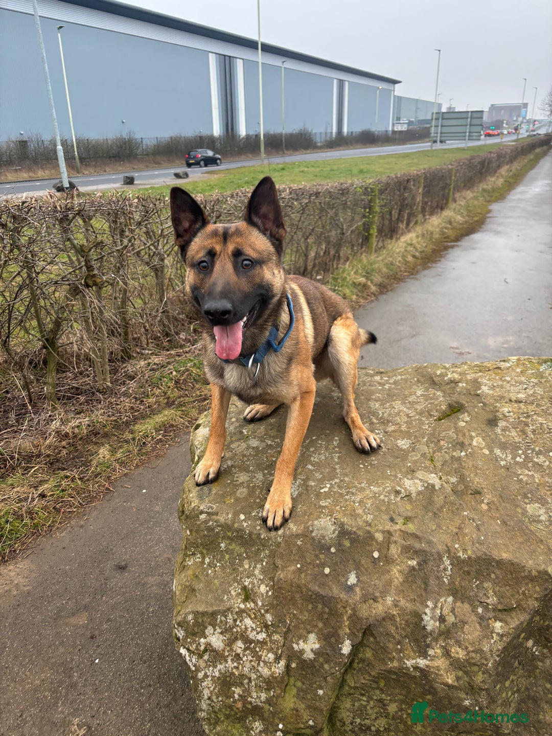 Belgian Shepherd Dog dogs for stud: Belgian malinois for stud  - Image 4