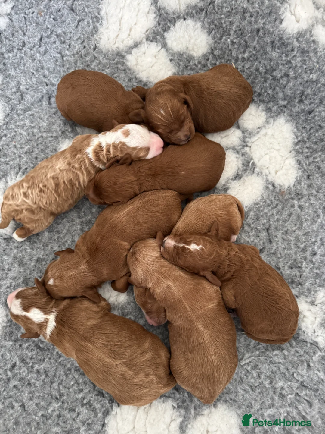 Australian Labradoodle dogs for sale: Stunning Miniature Australian Labradoodles - Advert 2