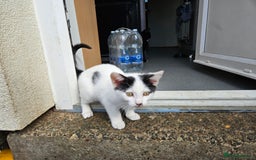 British Shorthair cats for sale: Kittens in Northampton - Image 6