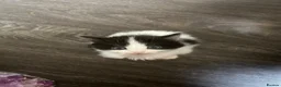 Ragdoll cats for sale: Kitten (Ragdoll mix) in Edinburgh - Advert 16
