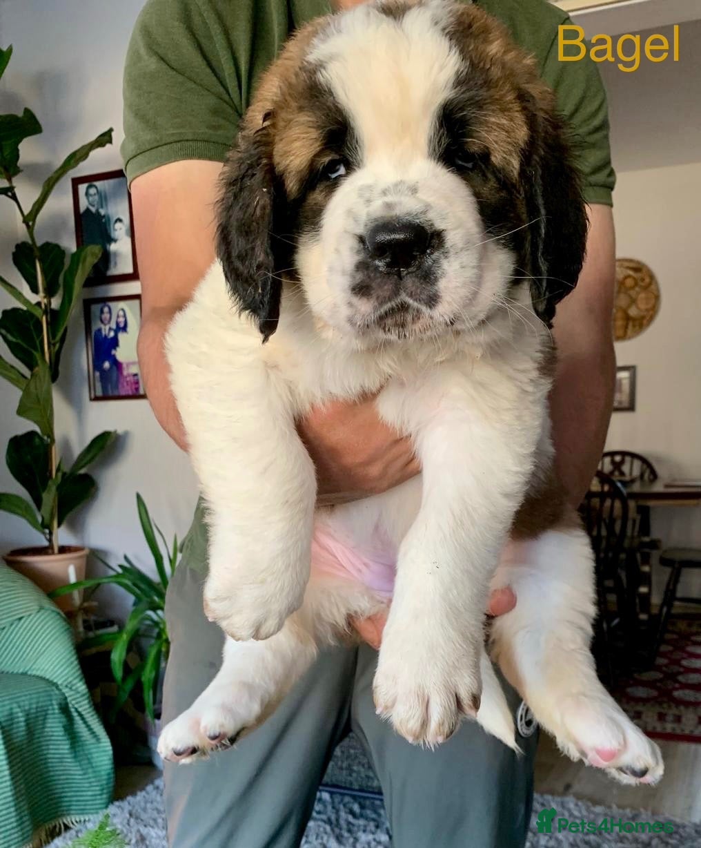 Saint Bernard dogs 2 BEAUTIFUL KC ST BERNARD GIRLS (SAUSAGE & BAGEL) - Advert 1