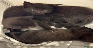 Domestic Shorthair cats - Advert 16