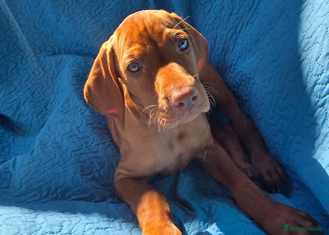 Hungarian Vizsla dogs for sale: Beautiful Hungarian Vizsla Puppies  in Sheerness - Image 21