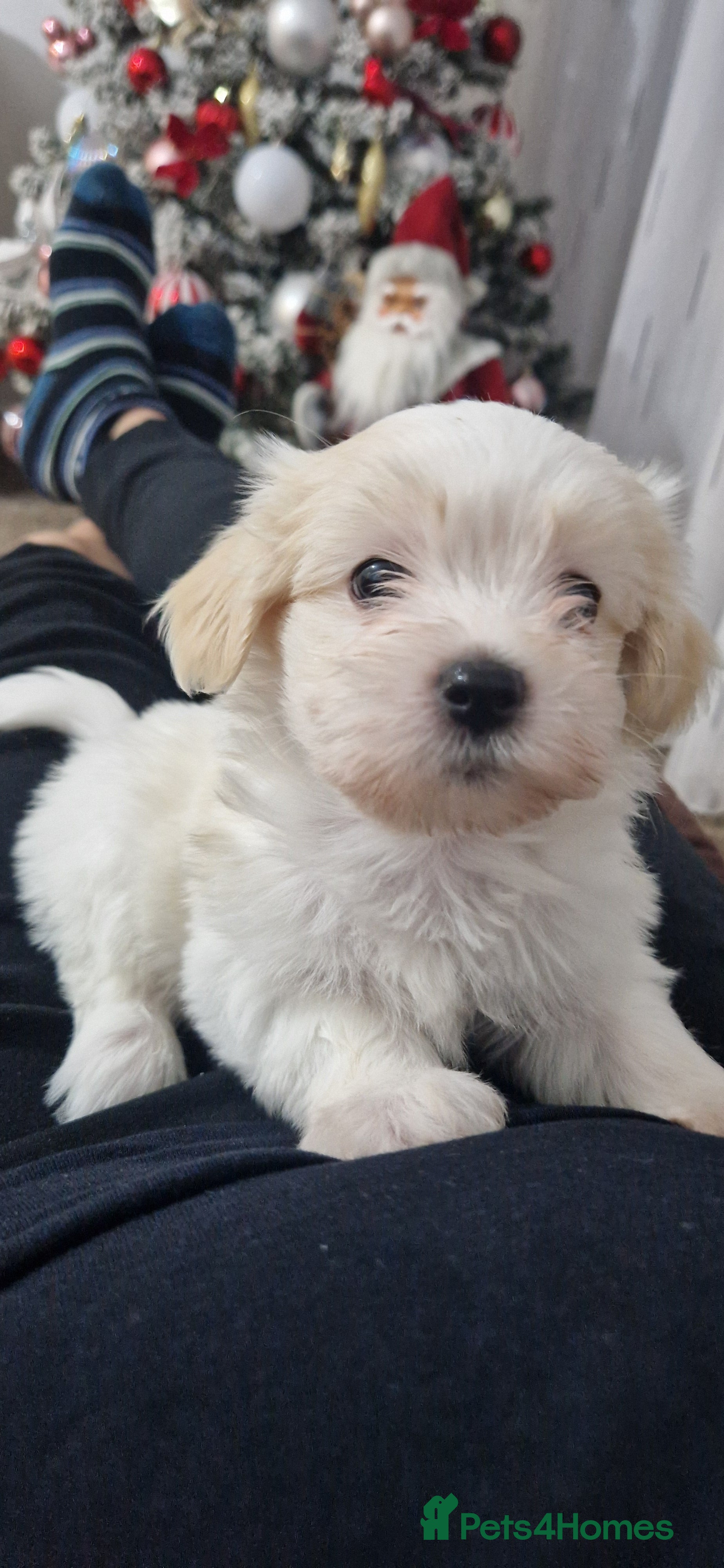 Mixed Breed dogs Bichon havaneze! - Advert 5