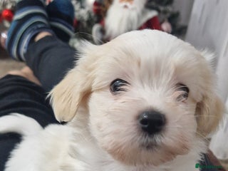 Mixed Breed dogs Bichon havaneze! - Advert 11