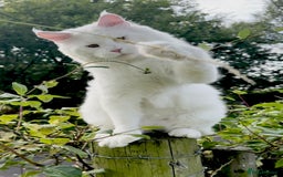 Maine Coon cats for sale: ANDERPRIDE HAVE KITTENS- INTEREST  OPEN  - Image 23