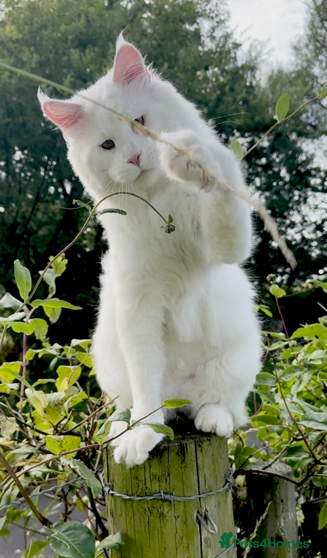Maine Coon cats for sale: ANDERPRIDE HAVE KITTENS- INTEREST  OPEN  - Image 23