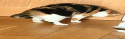 British Shorthair cats for sale:   ❤️Layla❤️ BSH tortie  - Advert 4